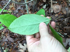 Vaccinium hirsutum
