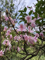 Rhododendron mariesii