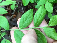 Vaccinium hirsutum