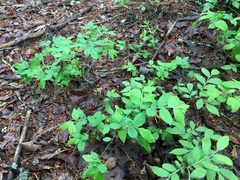 Vaccinium hirsutum