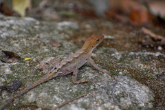 Anolis tropidonotus