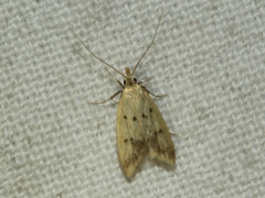Atheropla decaspila