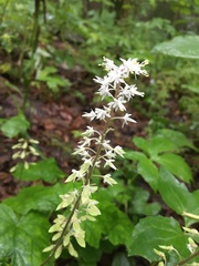 Tiarella wherryi