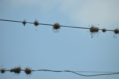 Tillandsia recurvata