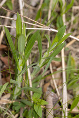Symphyotrichum sericeum