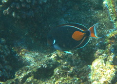 Acanthurus achilles