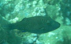 Canthigaster amboinensis