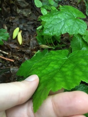 Tiarella wherryi