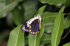 Belenois java peristhene