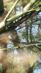 Nerodia fasciata