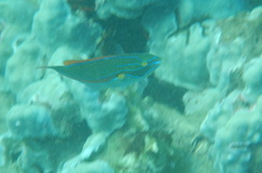 Stethojulis balteata