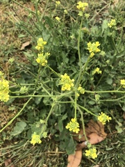Brassiceae