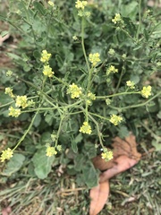 Brassiceae