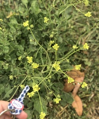 Brassiceae