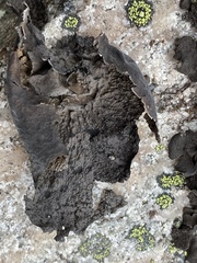 Umbilicaria hyperborea