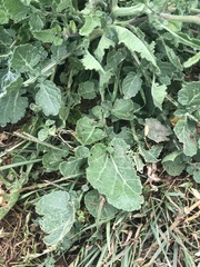 Brassiceae