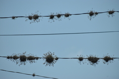 Tillandsia recurvata