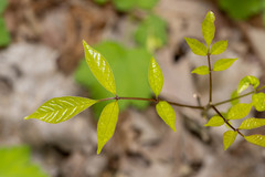 Fraxinus quadrangulata