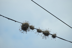Tillandsia recurvata