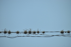 Tillandsia recurvata