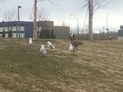 Larus brachyrhynchus