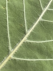 Fraxinus biltmoreana