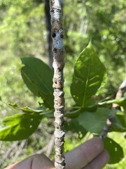 Fraxinus biltmoreana