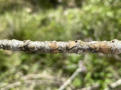 Fraxinus biltmoreana