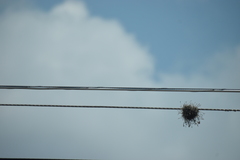 Tillandsia recurvata