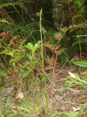 Orthoceras
