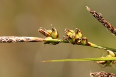 Carex rossii