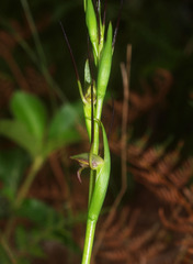 Orthoceras