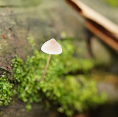 Mycena austrofilopes