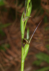 Orthoceras