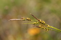 Carex rossii
