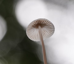 Mycena austrofilopes