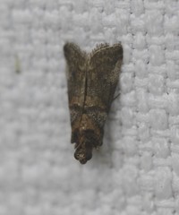 Conobathra hemichlaena