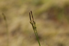 Carex rossii