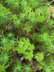 Sphagnum mendocinum