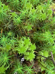 Sphagnum mendocinum