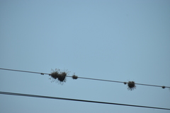 Tillandsia recurvata