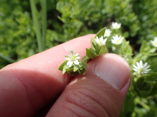 Image of Stellaria littoralis by no rights reserved