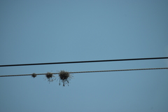 Tillandsia recurvata