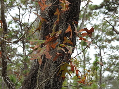 Quercus laevis image