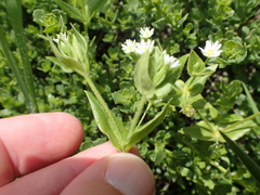 Stellaria littoralis