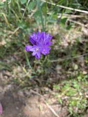 Dichelostemma