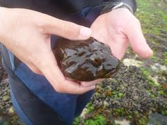 Chorisochismus dentex