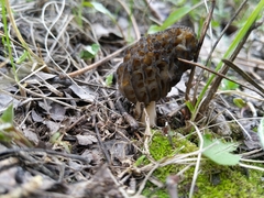 Morchella angusticeps