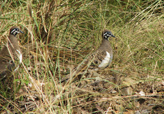 Geophaps scripta scripta