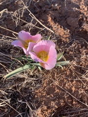 Calochortus ciscoensis